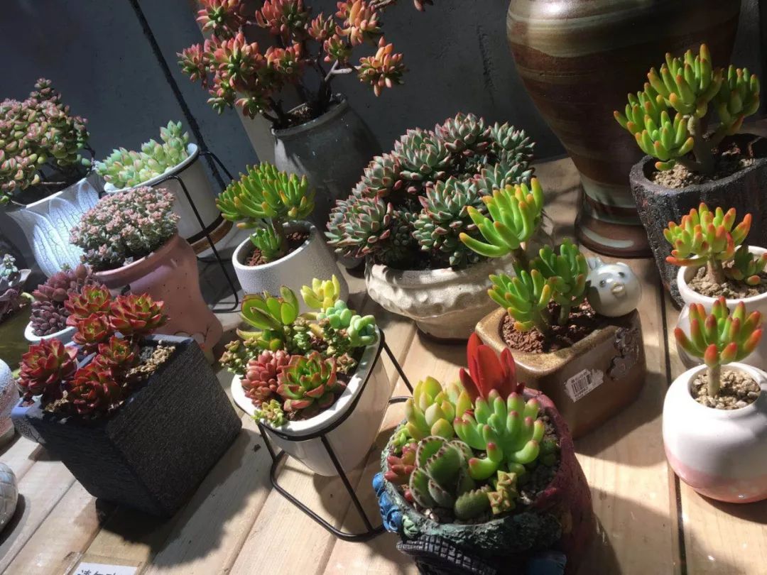 大连买花到哪里,大连网络买花花店