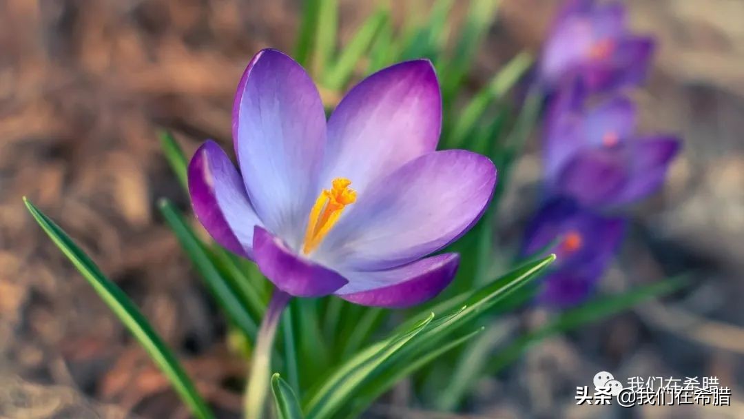 希腊西红花茶的种植,药食同源希腊西红花