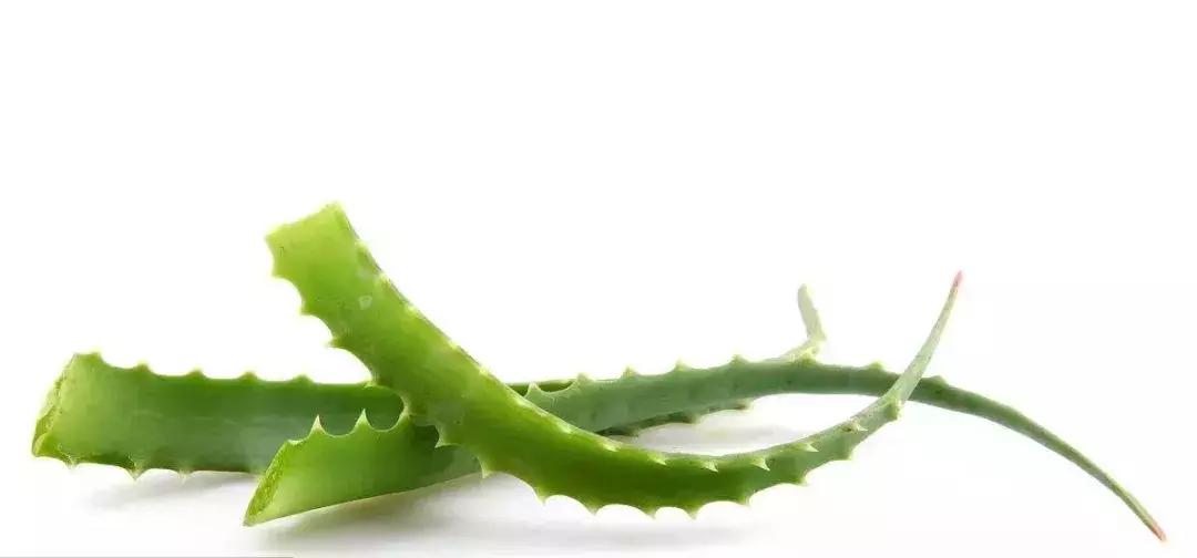 枯死发财树起死回生小妙招,冬天吊兰绿萝发财树怎么养