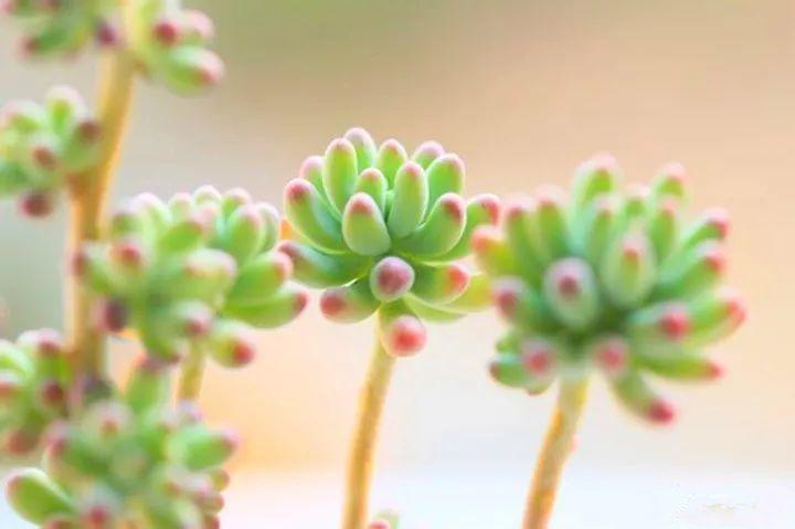 月季常见病害图解,月季枝干高花苞小怎么办