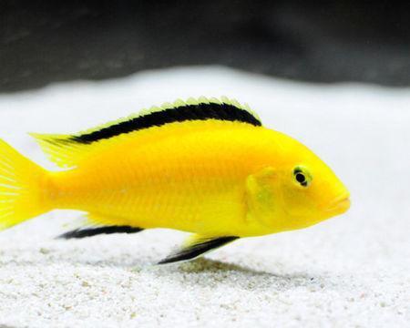 观赏鱼种类大全,观赏鱼鲨鱼的种类