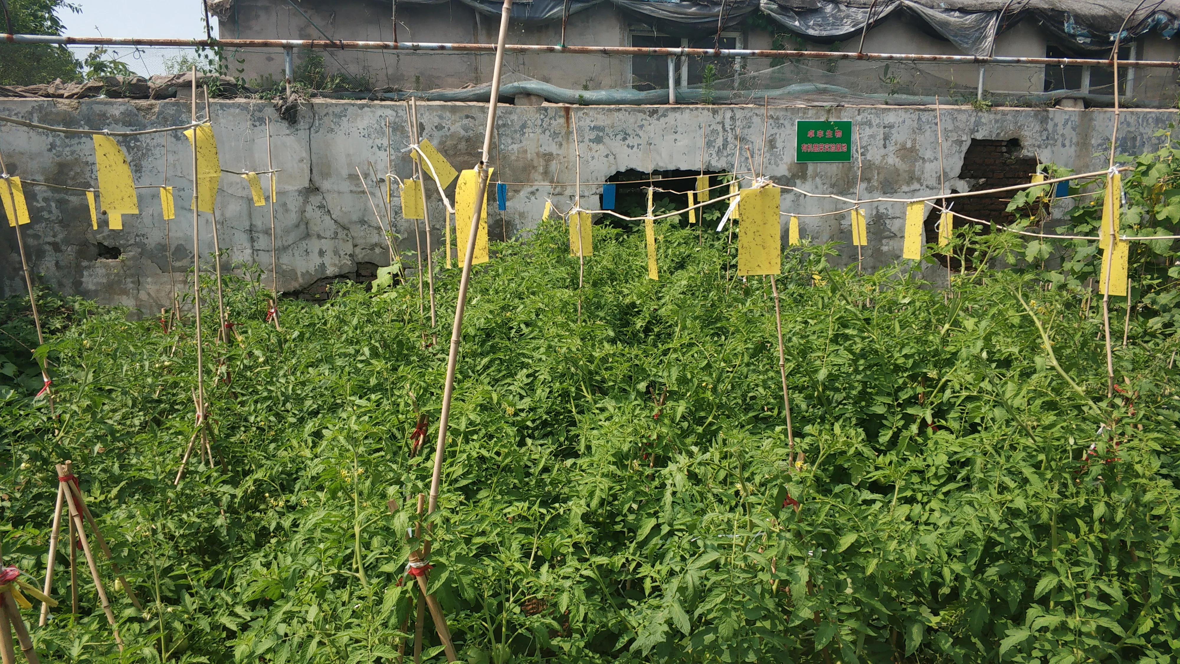 我的种植初体验,有机农业增产
