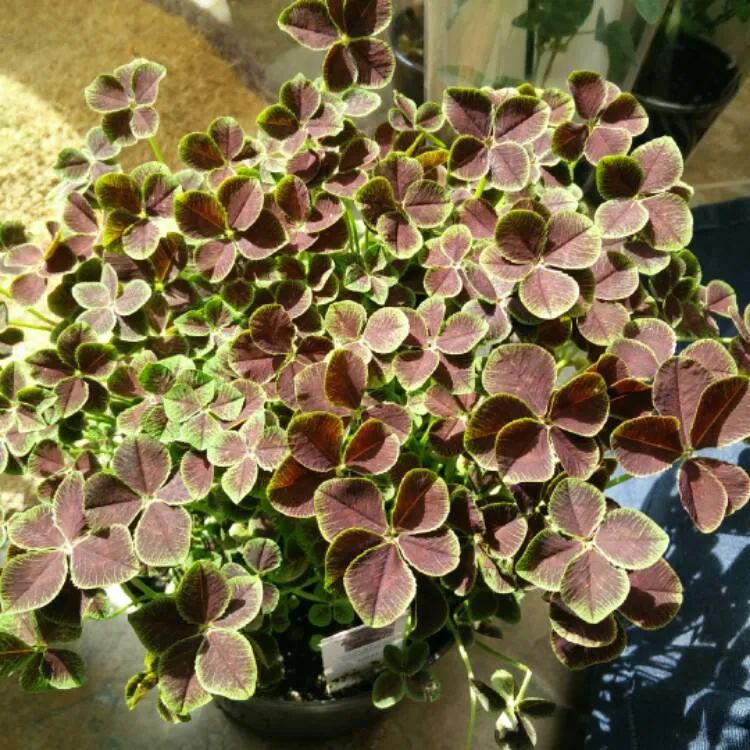 有什么三叶草叶子比花好看,能轻松找到四片叶子的彩叶三叶草