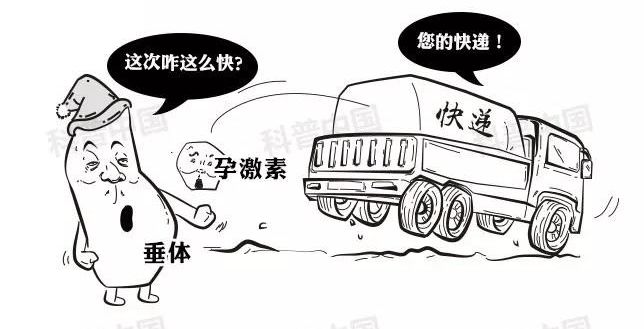 避孕药药理科普,医学科普避孕药的功能和原理