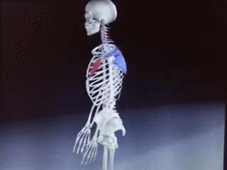 肩膀和肩胛骨疼痛如何治疗,左肩膀和肩胛骨内侧肌肉会疼