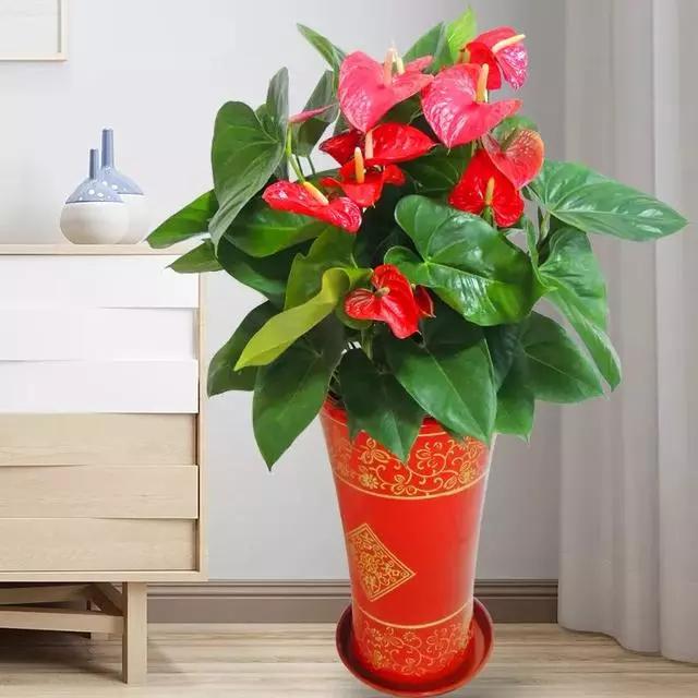 过年家里摆什么植物好,家里过年要摆几样水果