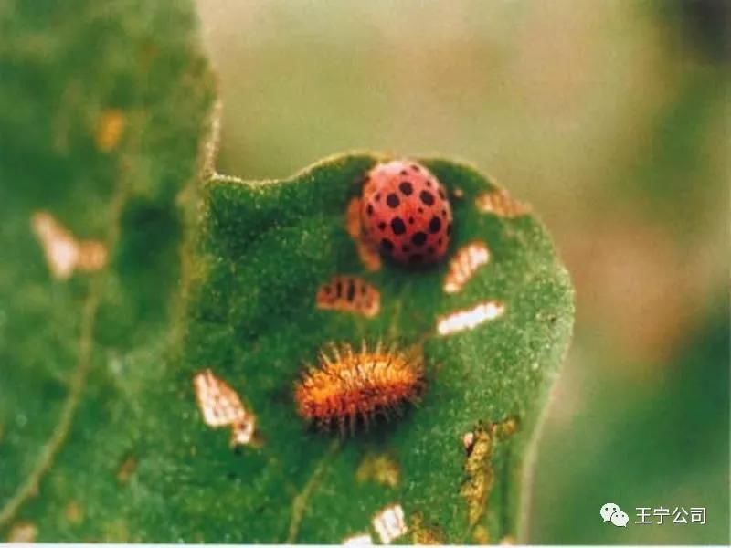 玉米上的虫害打什么药,玉米虫害防治口诀谚语