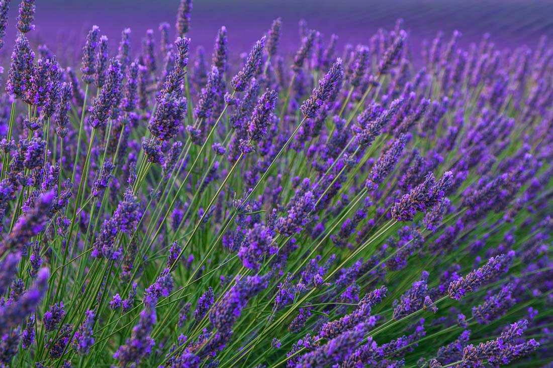 薰衣草的花语小说,薰衣草的花语就是等待爱情