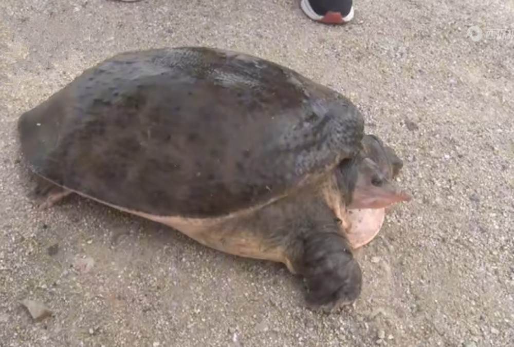 野猪泛滥成灾四川,野猪泛滥成灾农民无法生活
