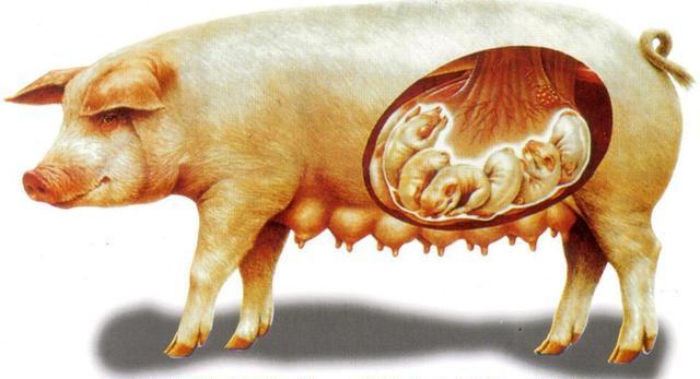 猪产房正确的管理方法,产房猪怎样管理