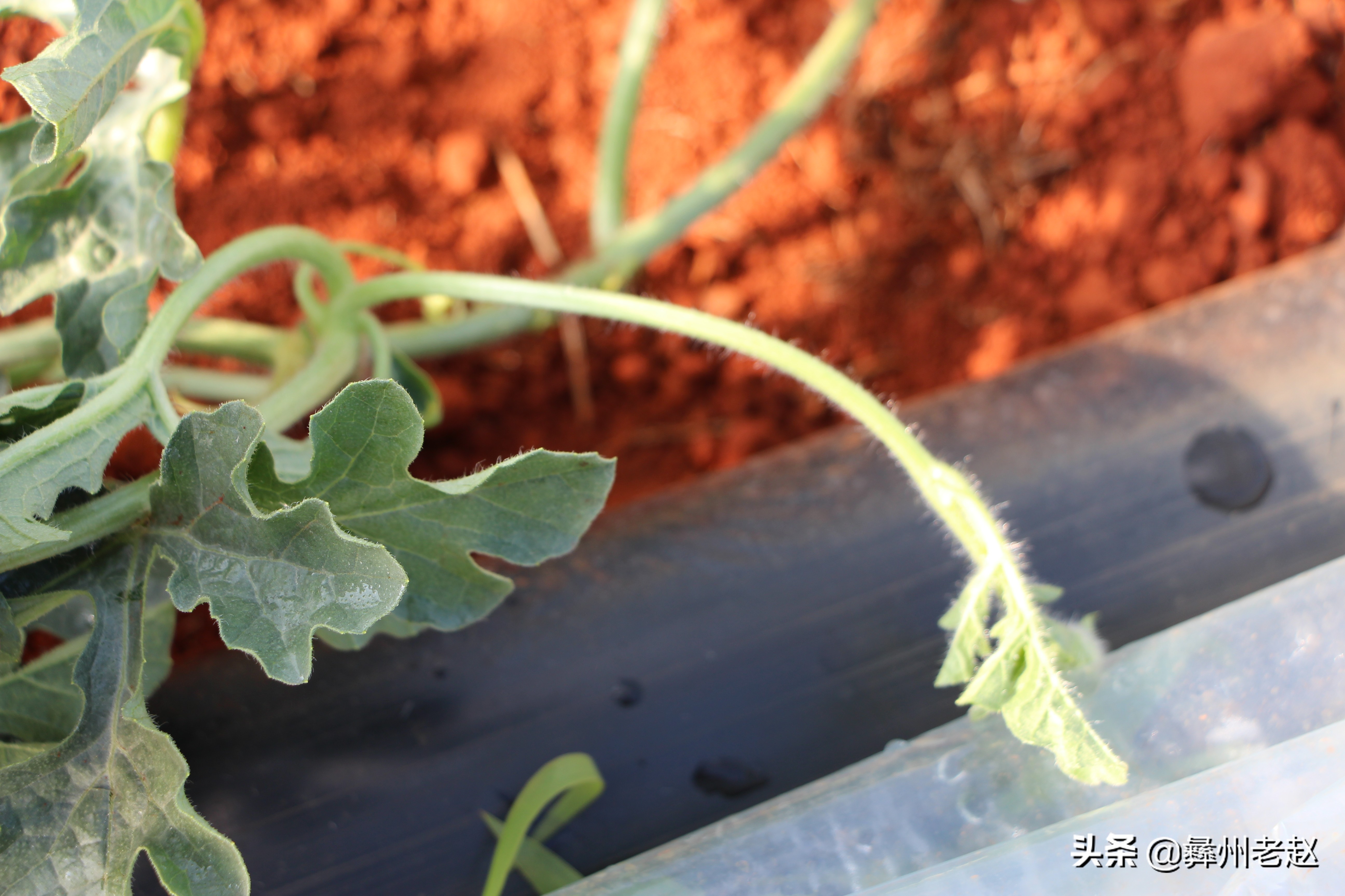 西瓜大蔓整枝能不能长大,西瓜压蔓整枝疏果等管理方法