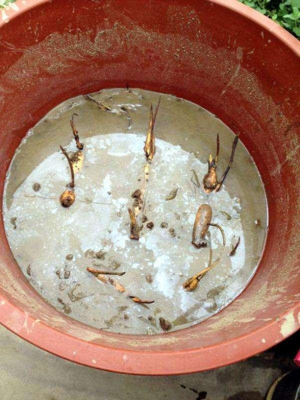 注意这些小细节,水缸种莲藕放在院子什么位置