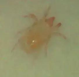 蔬菜害虫种类大全,蔬菜害虫分类及图片大全