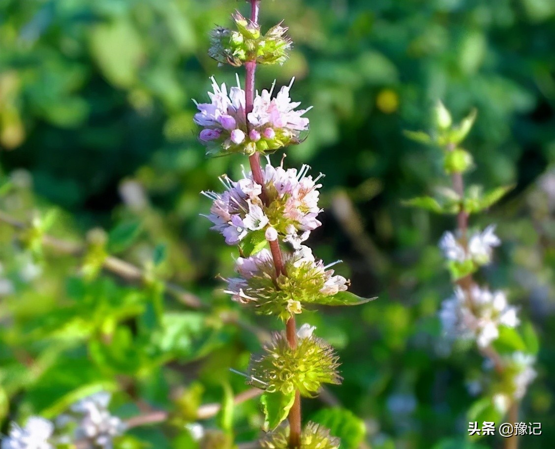 能分清荆芥、十香、薄荷、五香长相的河南人，请举手|豫记