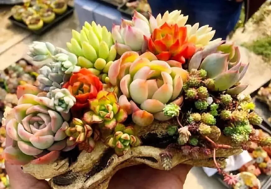 室雅何须大，花香不在多，在小屋里赏花种草，把日子过得刚刚好