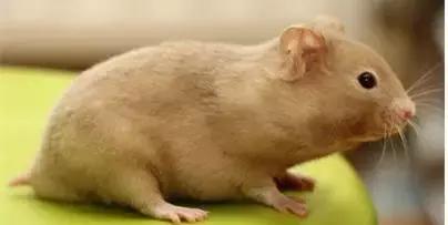 仓鼠的种类习性详细介绍,仓鼠有哪些亚种种类