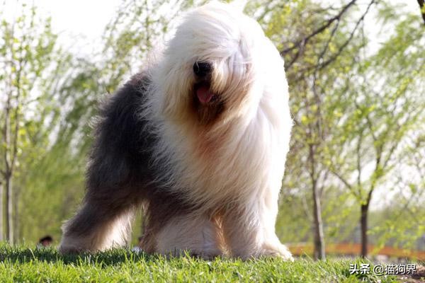 怎么知道狗狗中暑了,狗狗中暑的100个常识