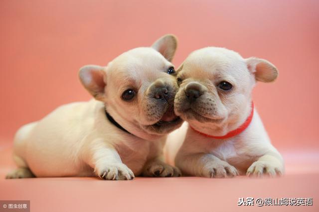 英语1000单词跟读学习,干货日常生活英语单词大全