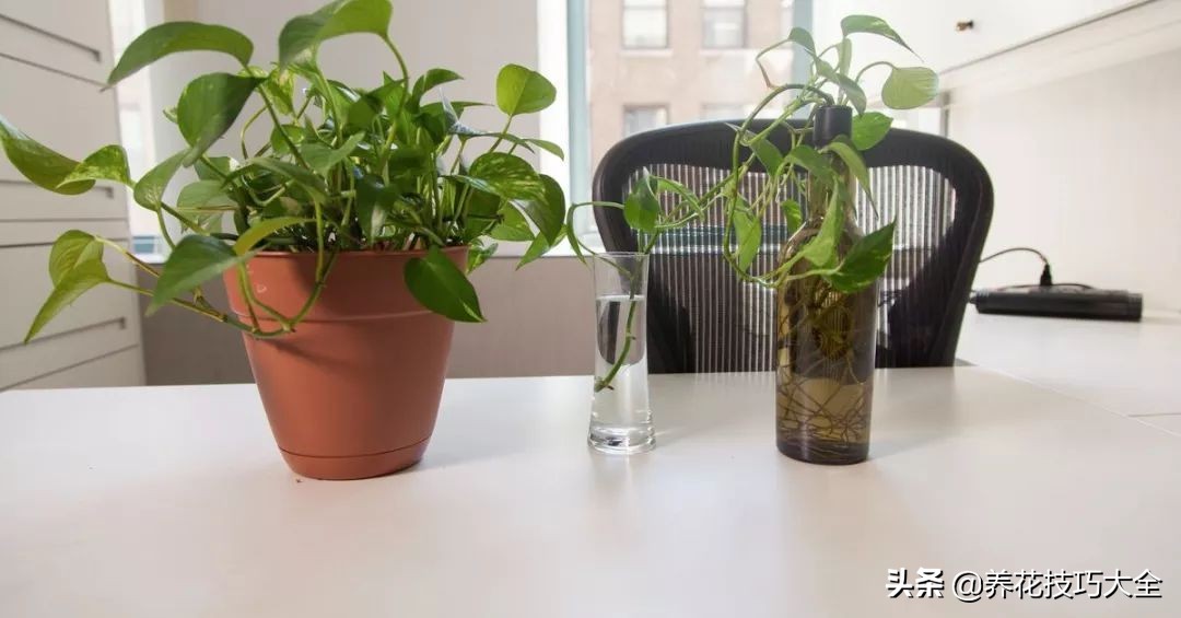 绿萝水培扦插生根最快方法,绿萝剪枝扦插方法水培教程