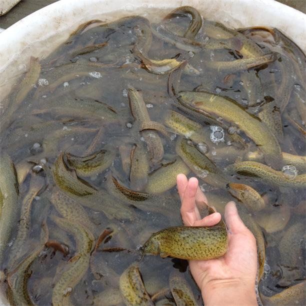 农业养殖致富项目泥鳅,水产养殖泥鳅能赚大钱