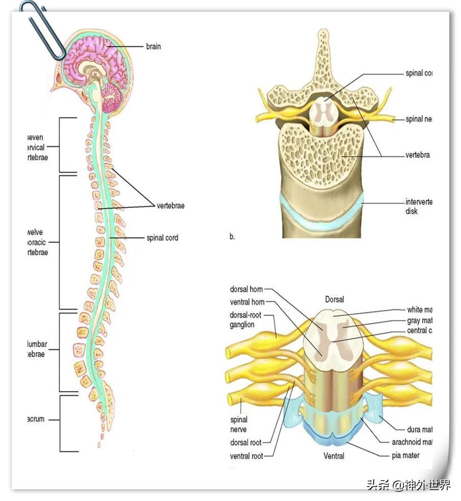 脊髓损伤表现及定位诊断视频讲解,脊髓损伤平面的定位方法