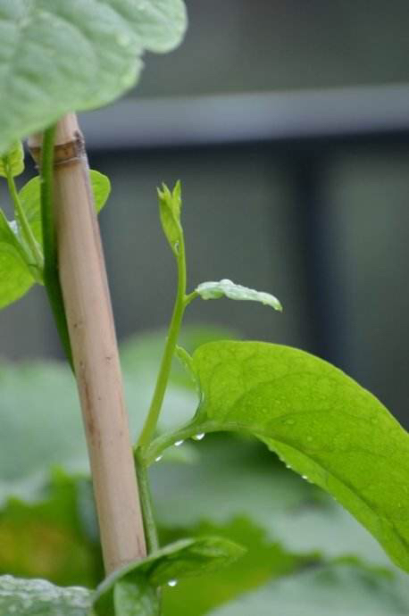 乡下比较适合的爬藤植物,有院子必养4种爬藤花