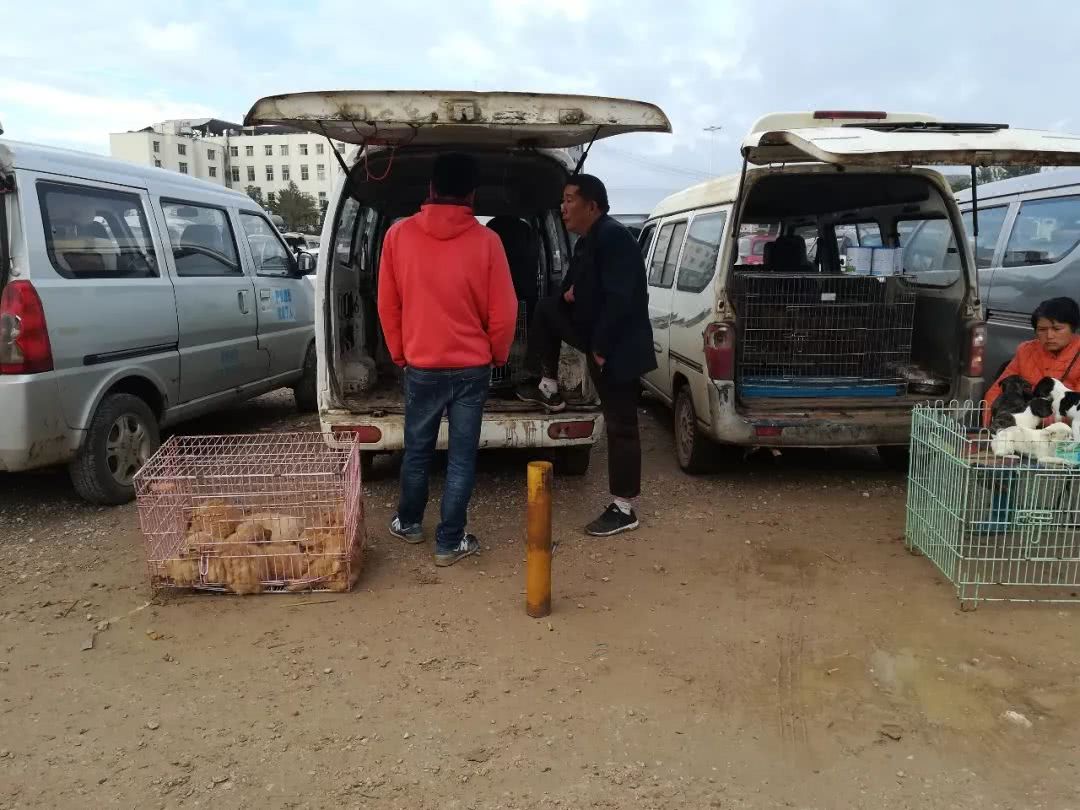 男子第一次来狗市,被套路了都不知道1300元购买了边境牧羊犬!