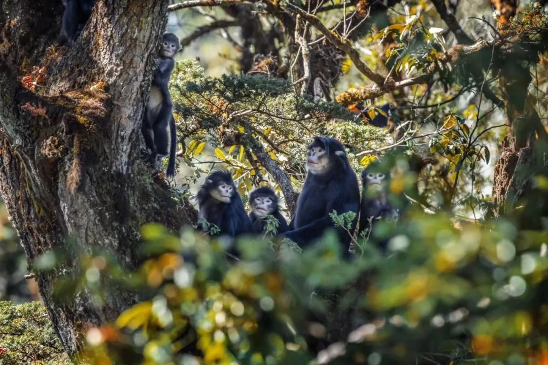 不保护就晚了！你最爱的干（小）脆（熊）面（猫）比大熊猫还濒危