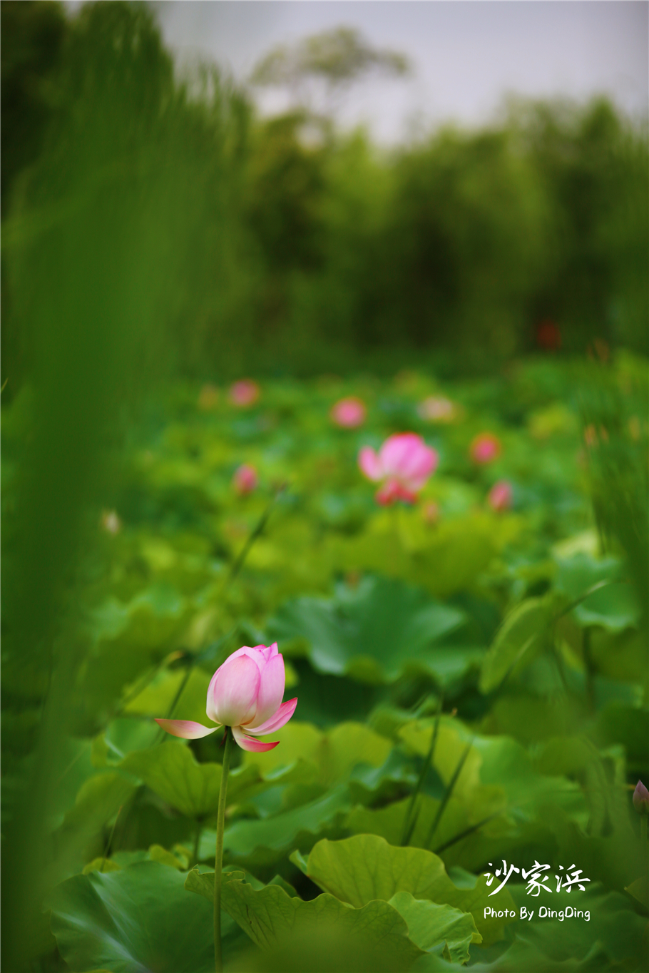 常熟哪里有荷花,江苏常熟荷花景区