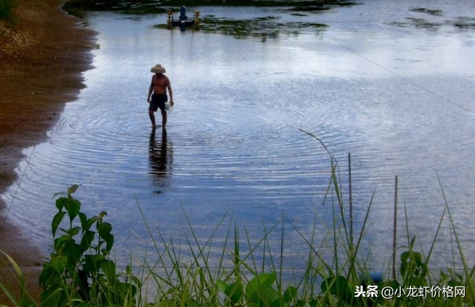 家里养小龙虾怎样养才是最佳,稻田无环沟养小龙虾怎么养