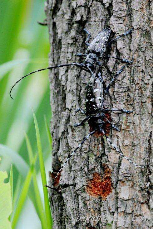 药用植物害虫光肩星天牛,光肩星天牛