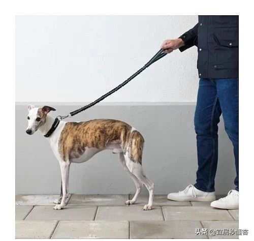 宜家最好用的宠物,宜家中可以给宠物购买的物品