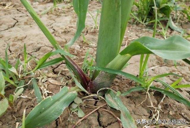 二甲四氯钠药害用什么药解救,玉米田药害