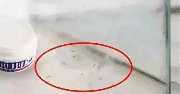 晚上蚊子多教你一个小妙招,蚊子一直在耳边嗡嗡的小妙招