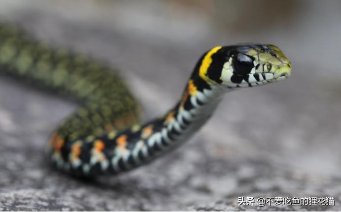 虎斑颈槽蛇：曾经被忽视的游蛇科有毒蛇类，毒液的来源靠收集？