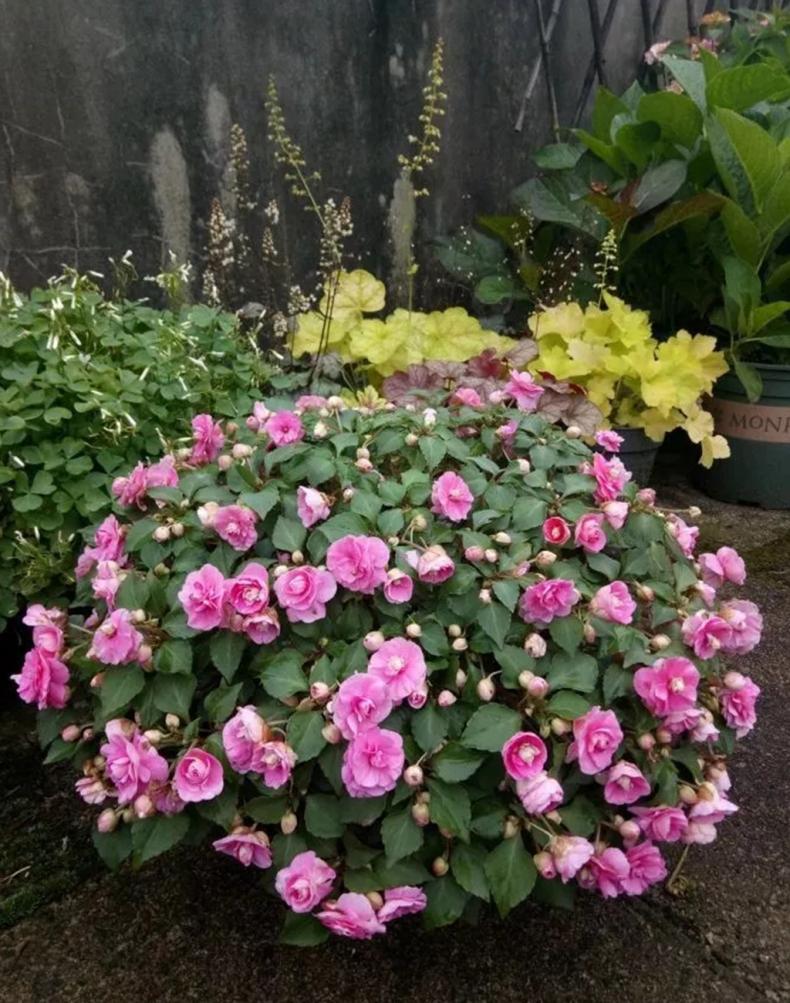 我是这样开爆的，1盆非洲凤仙3年奋斗史，看完你也试试