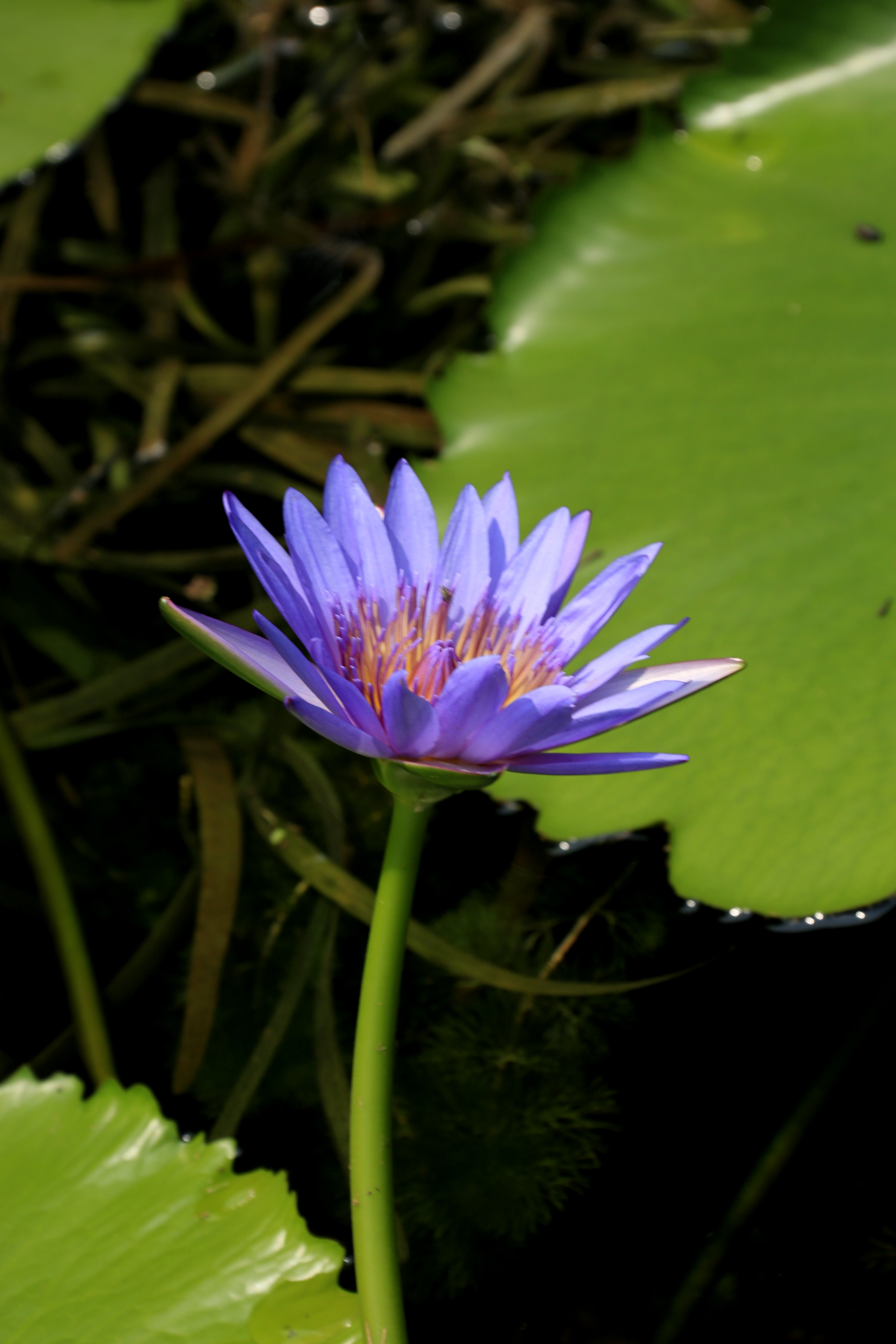 草原夜色美口琴视频,草原夜色美口琴音乐