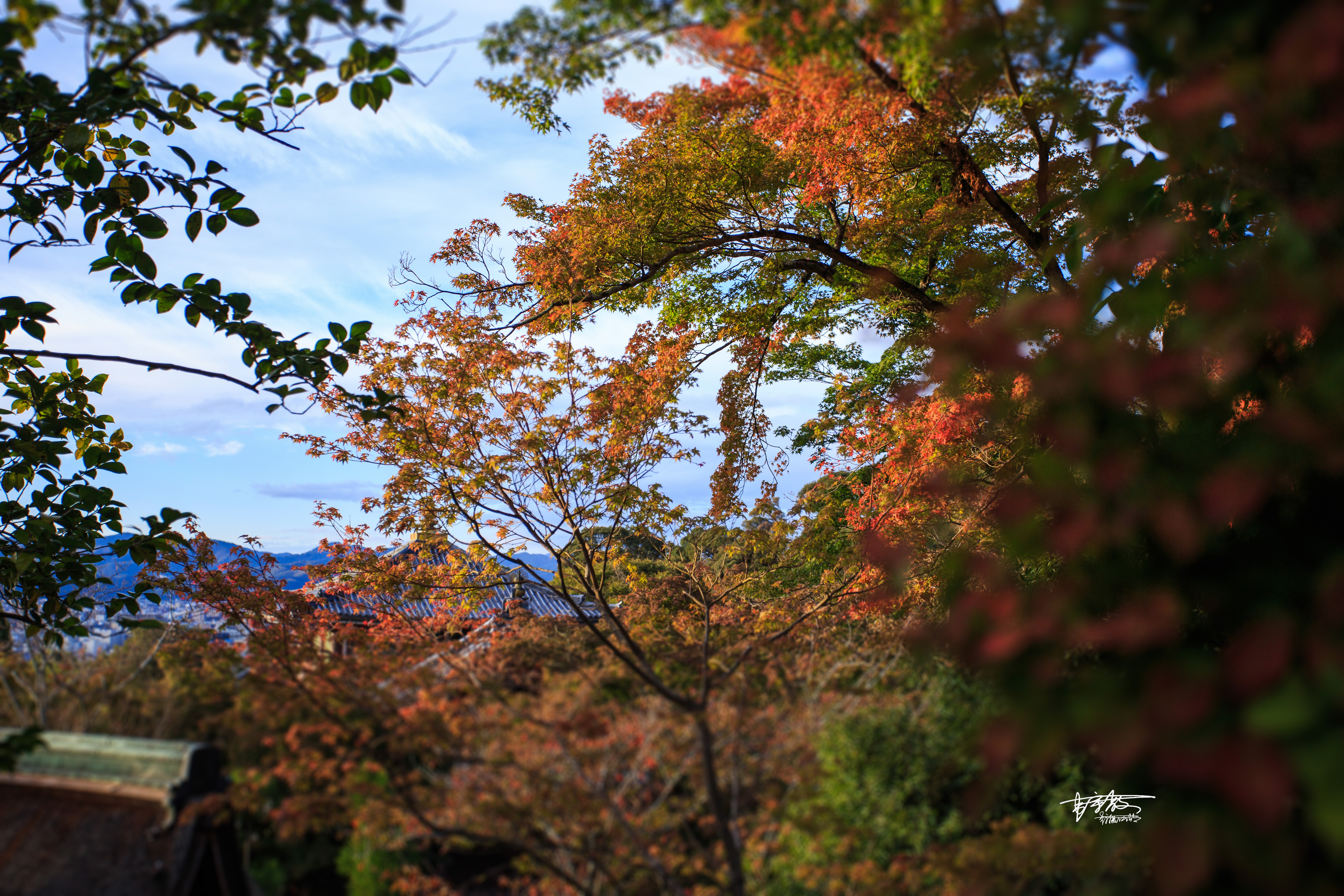 八坂神社和清水寺有何不同,伏见稻田清水寺八坂神社