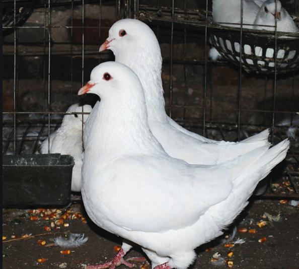 鸽子饮水用什么药可以预防疾病,刚买回来的鸽子需要做什么预防