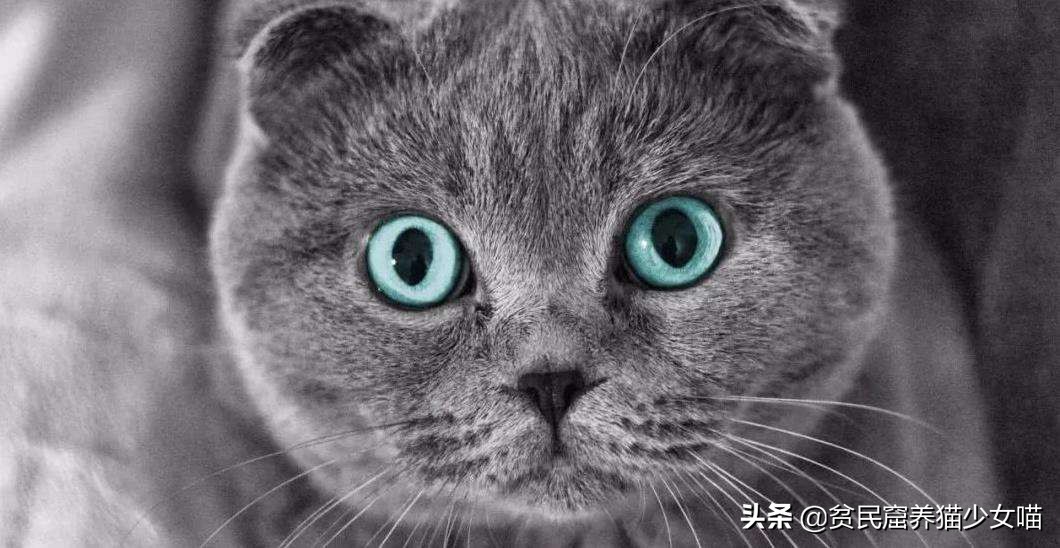 猫为什么会胡子长,辟谣猫弓形虫