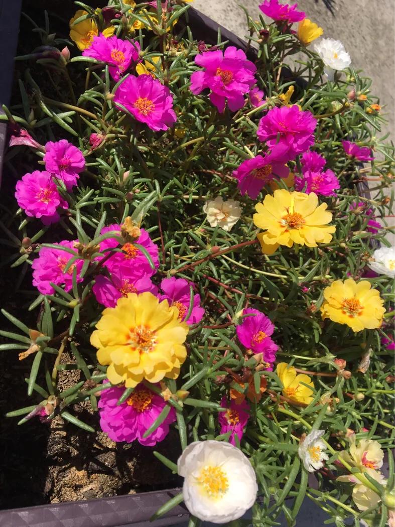 厦门曾厝垵民宿招聘前台,厦门曾厝垵民宿怎么样