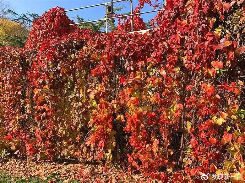 丰台赏秋景最好的地方,丰台赏秋好去处