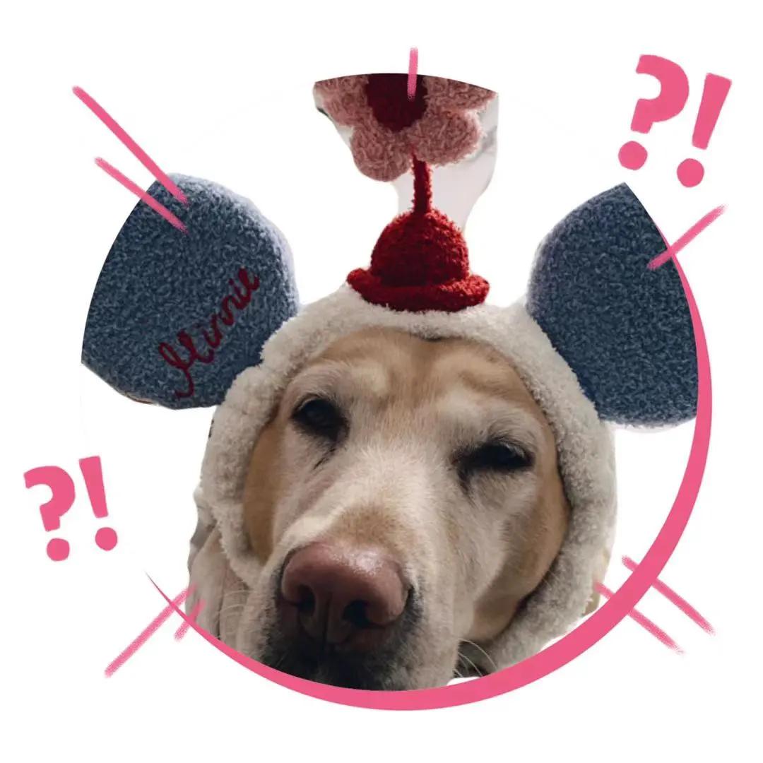 男生猛犬穿女装,男生细狗穿女装