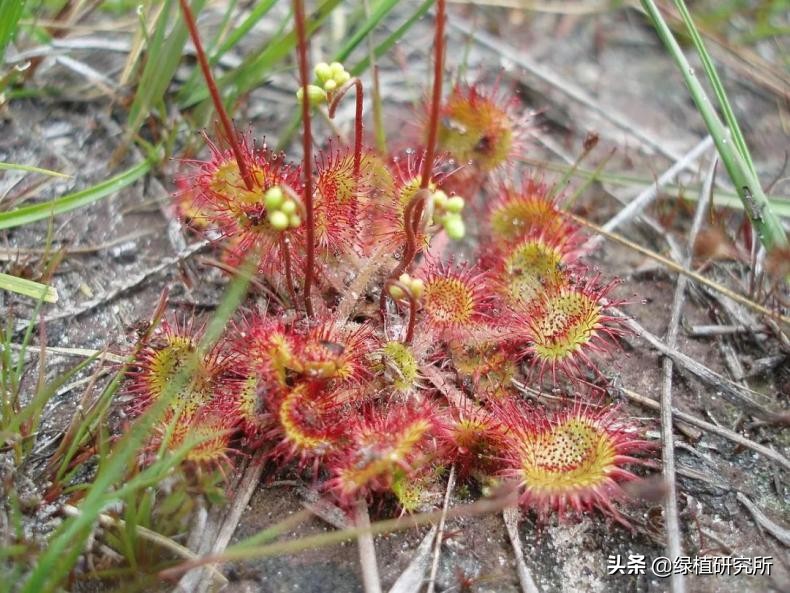 茅膏菜可以养几年,养茅膏菜最适合用什么土
