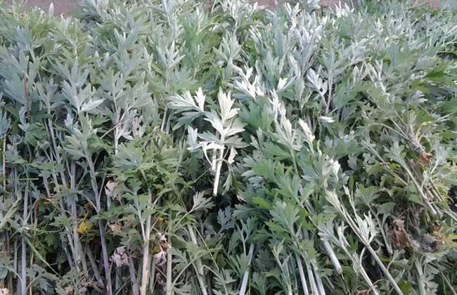 可以给宝宝用艾草洗澡吗,给宝宝洗澡能放几滴风油精吗