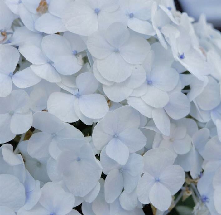 待凛冬离去雪融草青下句是什么,待疫情消散共赴暖阳