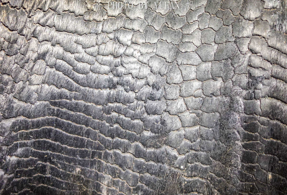 全国最大金丝楠木树视频,金丝楠木渡劫成功了是什么样子