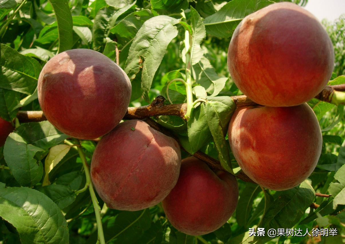 桃树产业,桃树园的发展方向