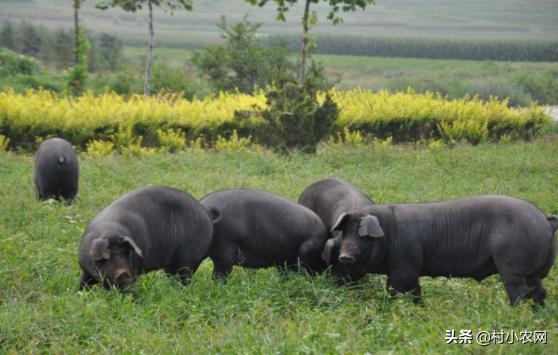 回乡创业搞养殖带动乡亲共致富,回乡创业致富路线图