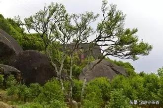 揭秘凤凰茶,凤凰茶有哪些